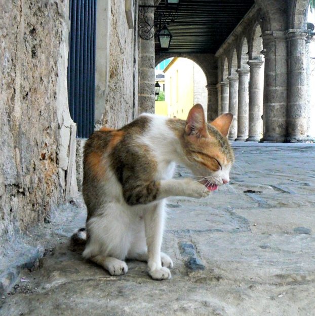 cat in La Habana