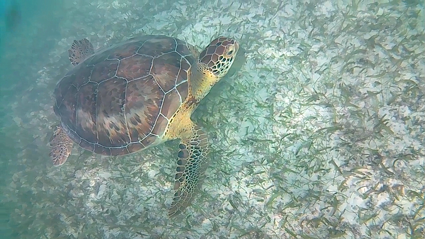 turtle in akumal