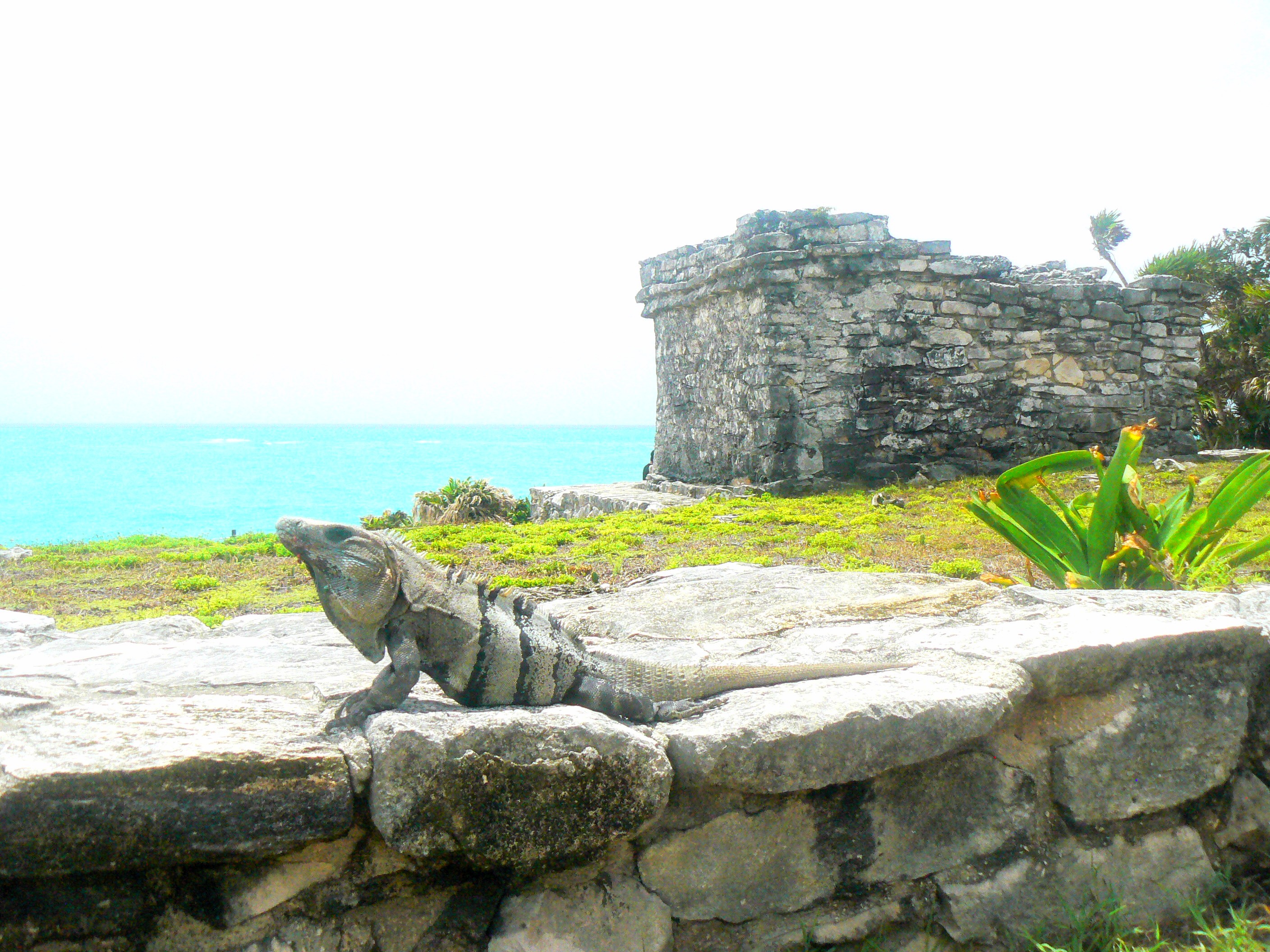 my friend the iguana tulum's ruins