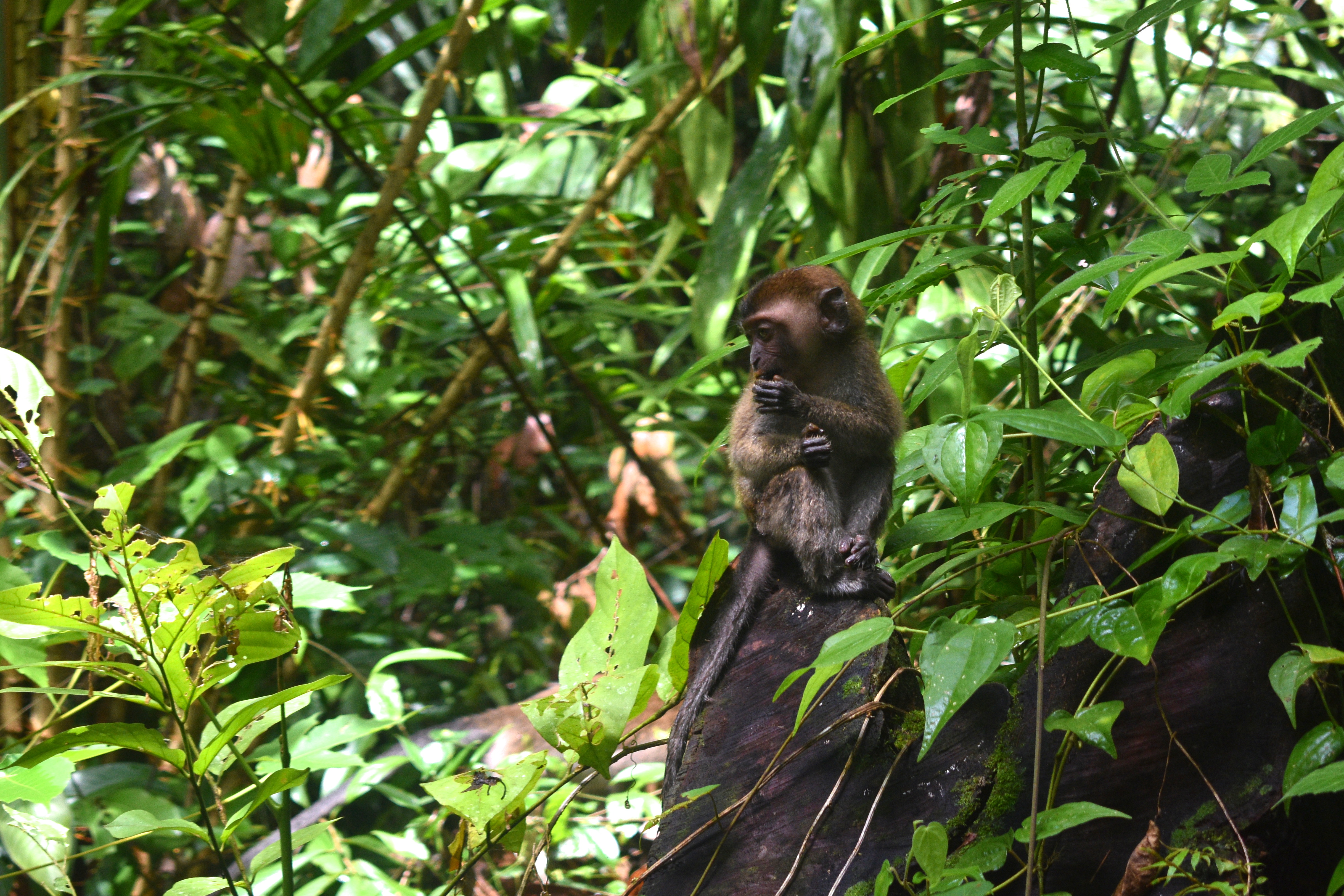 baby macaque