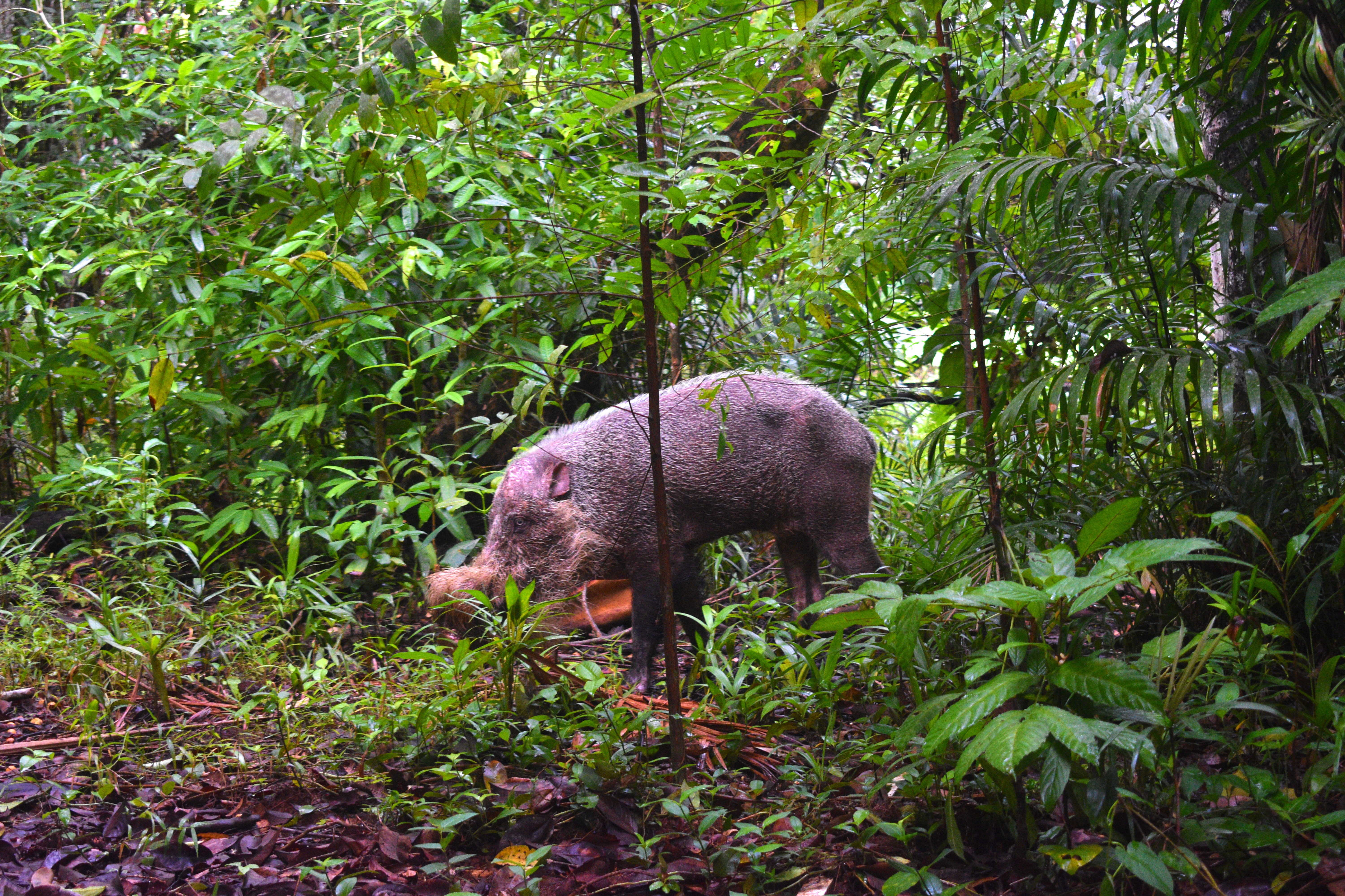 bearded pig